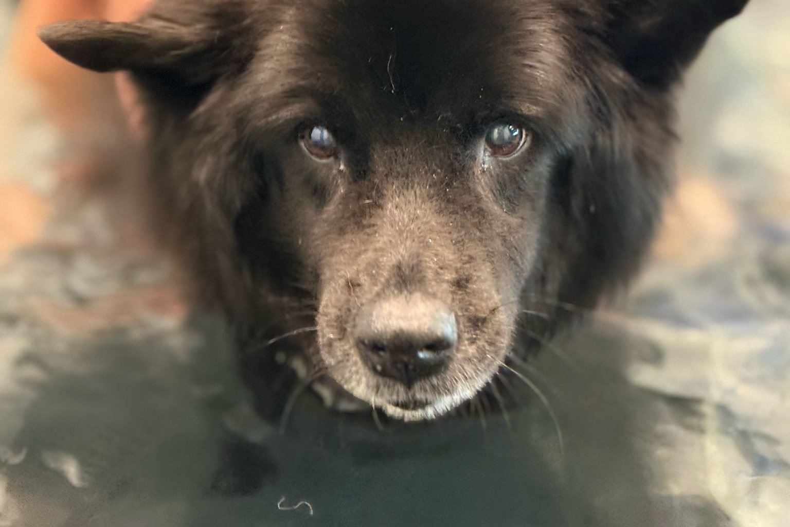 Dark long-haired dog looking at the camera while standing in water